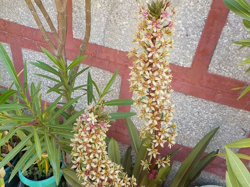  - eucomis