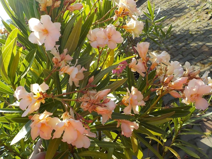  - opalos balerina nr 62