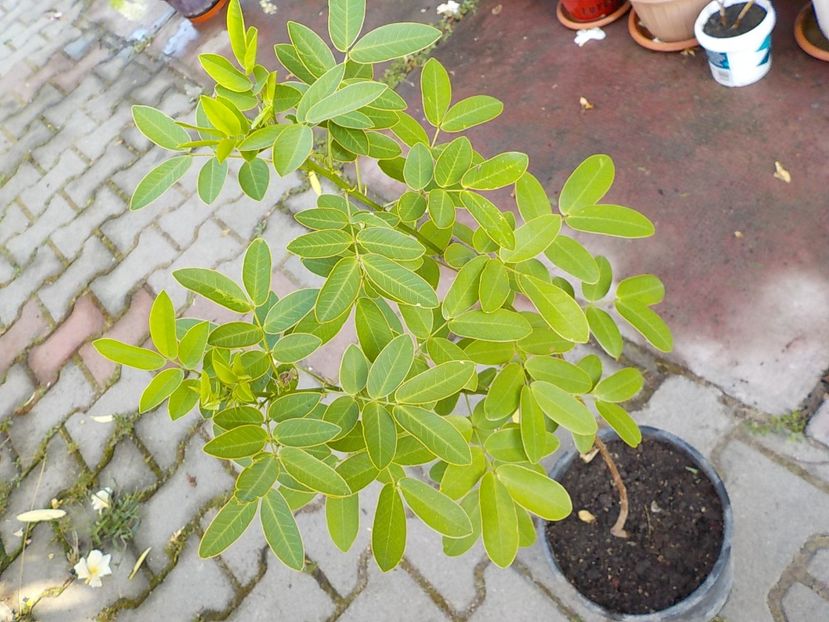  - cassia-frunza de catifea