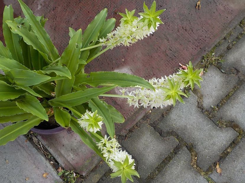  - eucomis