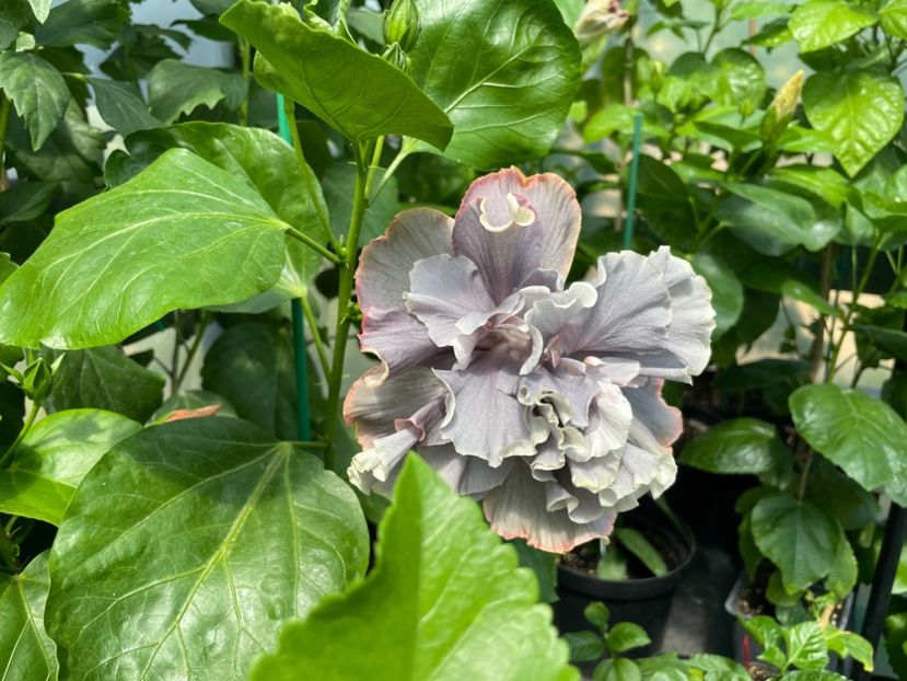  - 0006 - Hibiscusi 2025 - 2