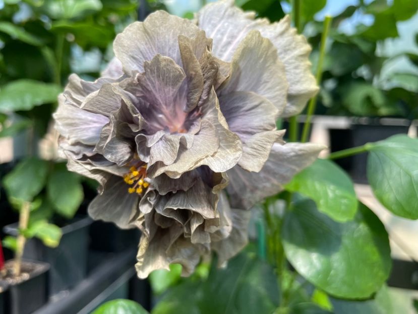  - 0006 - Hibiscusi 2025 - 2