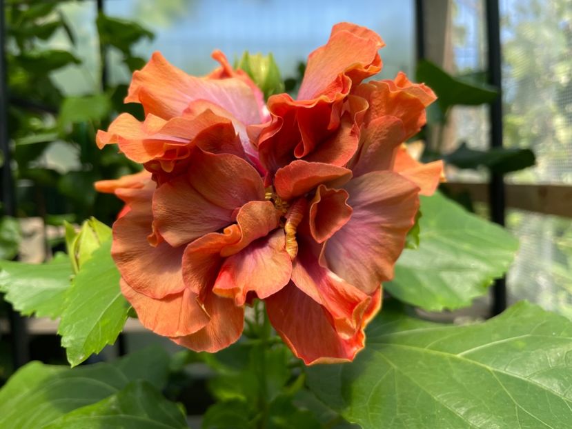  - 0006 - Hibiscusi 2025 - 2