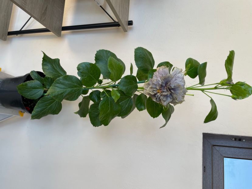  - 0006 - Hibiscusi 2025 - 2