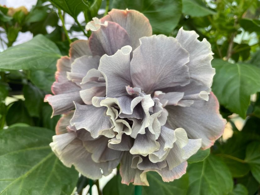  - 0006 - Hibiscusi 2025 - 2