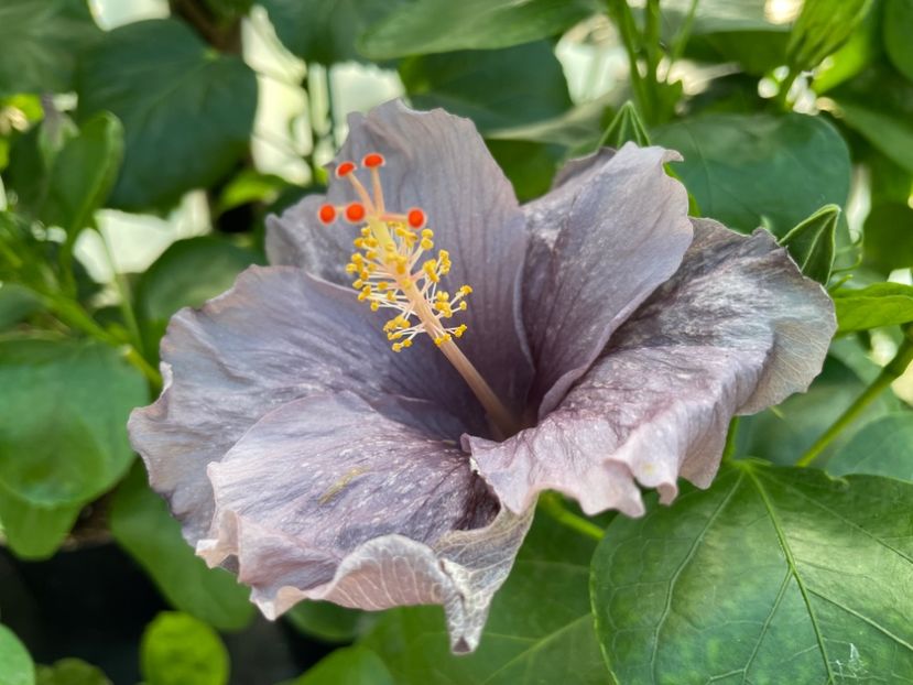  - 0006 - Hibiscusi 2025 - 2