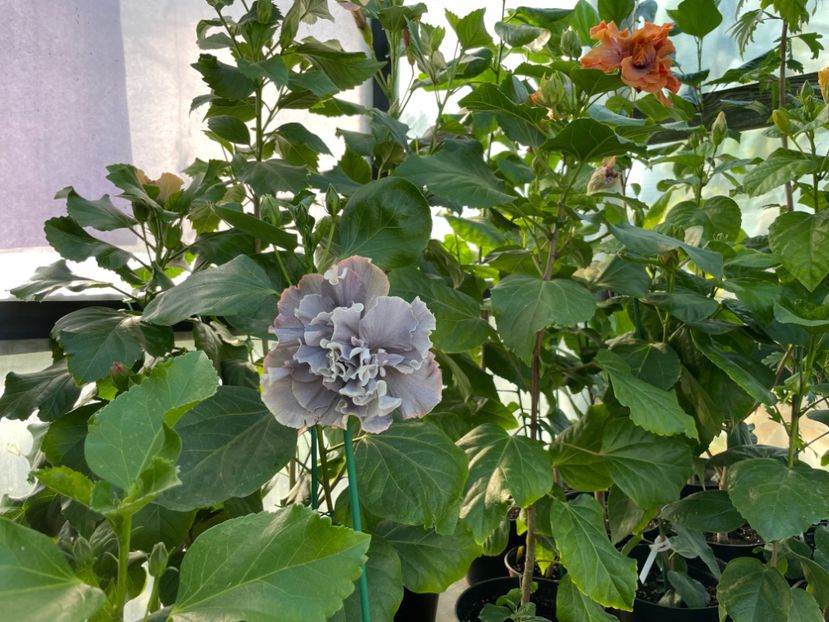  - 0006 - Hibiscusi 2025 - 2