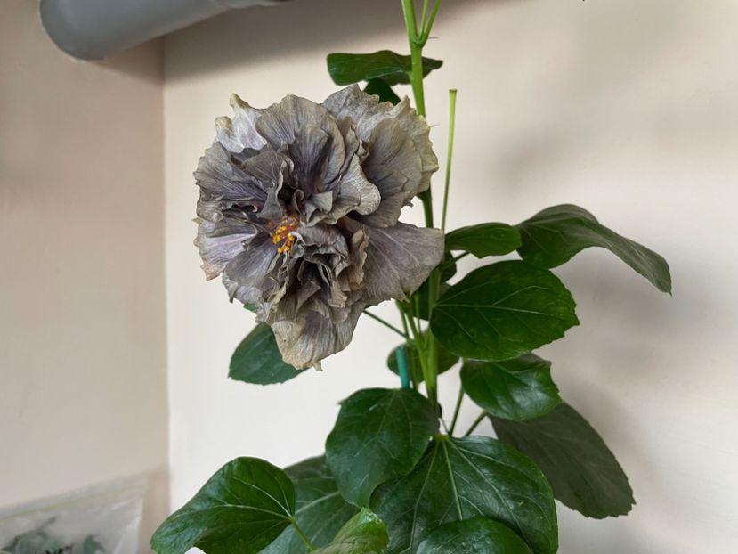  - 0006 - Hibiscusi 2025 - 2