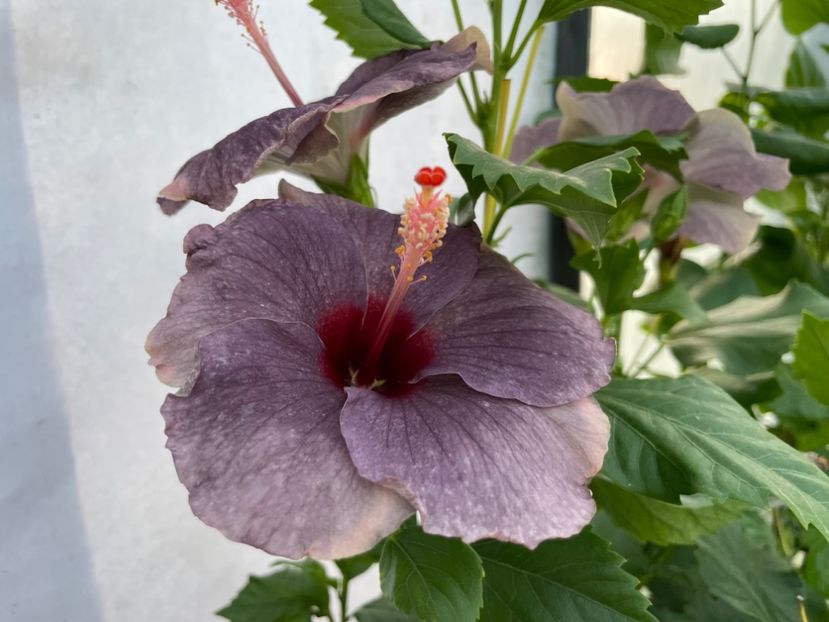  - 0006 - Hibiscusi 2025 - 2