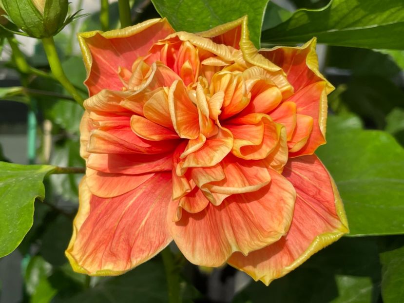  - 0006 - Hibiscusi 2025 - 2