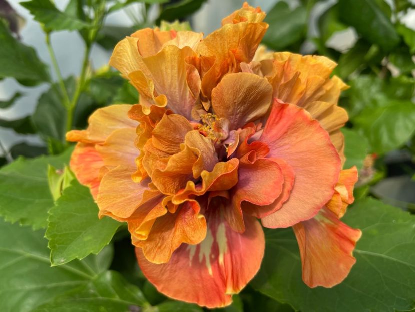  - 0006 - Hibiscusi 2025 - 2