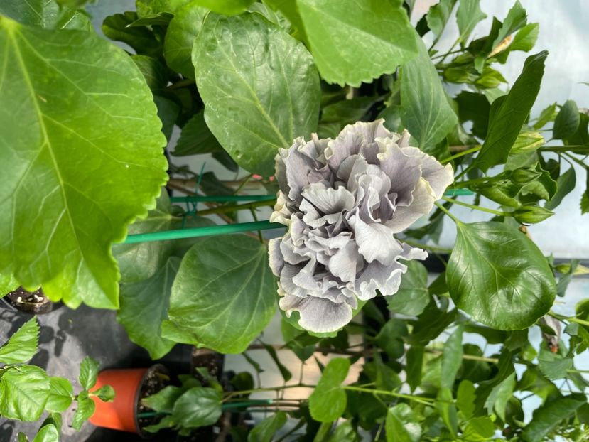  - 0006 - Hibiscusi 2025 - 2