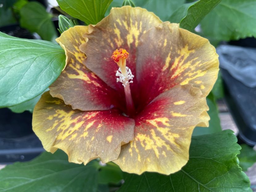  - 0006 - Hibiscusi 2025 - 2