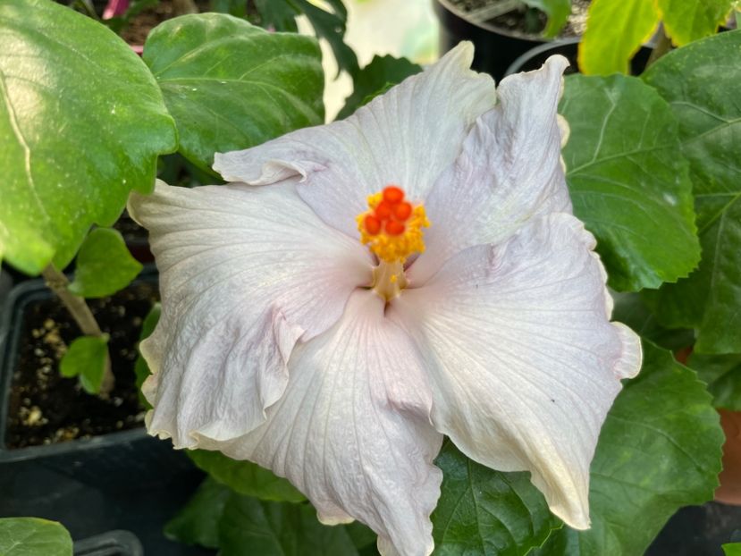  - 0006 - Hibiscusi 2025 - 2