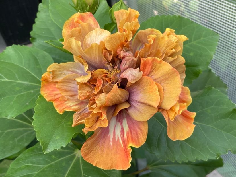  - 0006 - Hibiscusi 2025 - 2