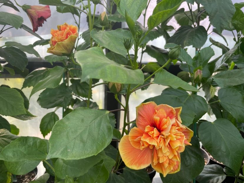  - 0006 - Hibiscusi 2025 - 2