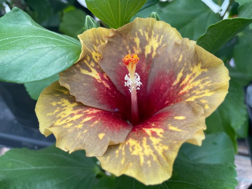  - 0006 - Hibiscusi 2025 - 2