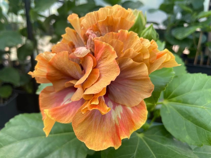  - 0006 - Hibiscusi 2025 - 2