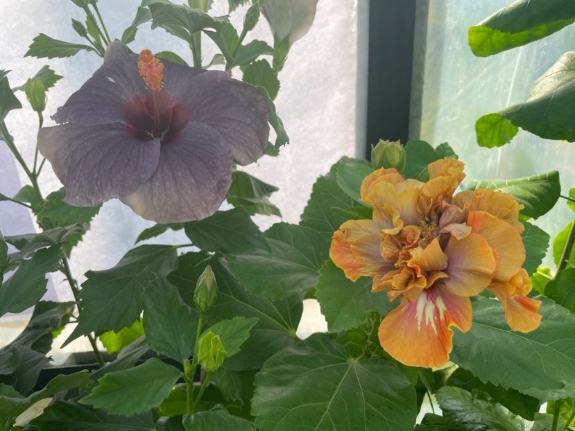  - 0006 - Hibiscusi 2025 - 2