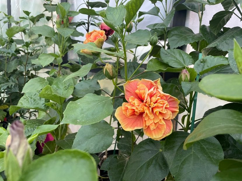  - 0006 - Hibiscusi 2025 - 2