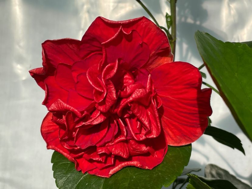  - 0006 - Hibiscusi 2025 - 2