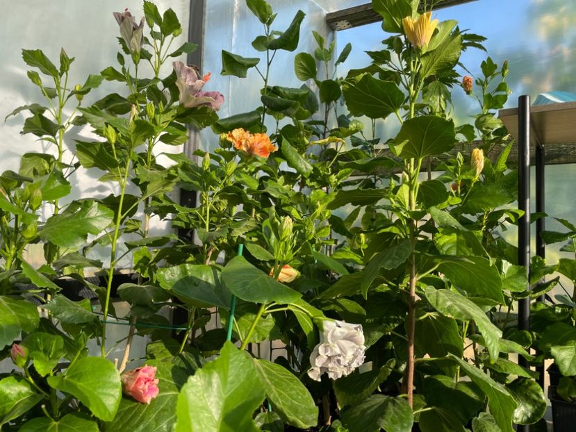  - 0006 - Hibiscusi 2025 - 2