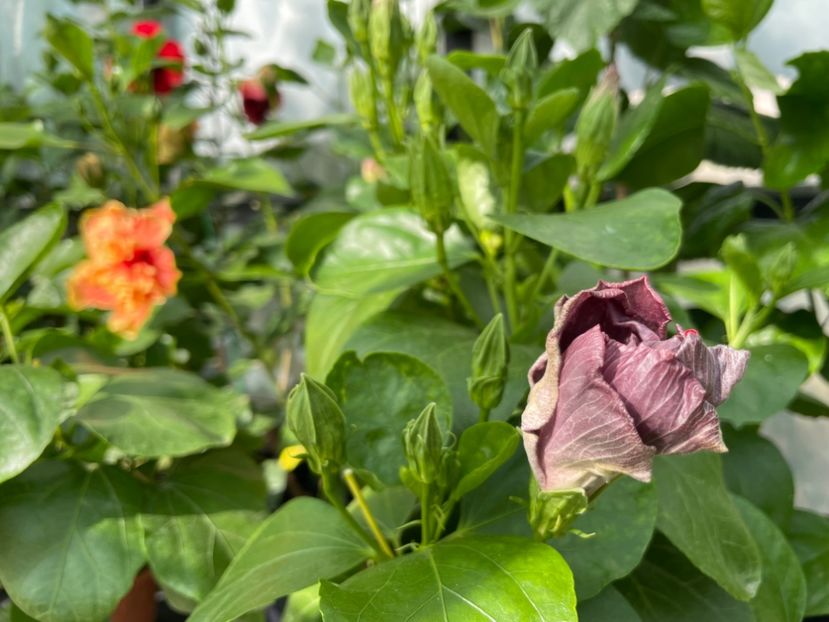  - 0006 - Hibiscusi 2025 - 2