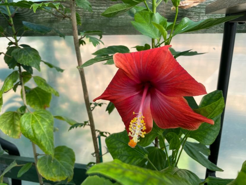  - 0006 - Hibiscusi 2025 - 2