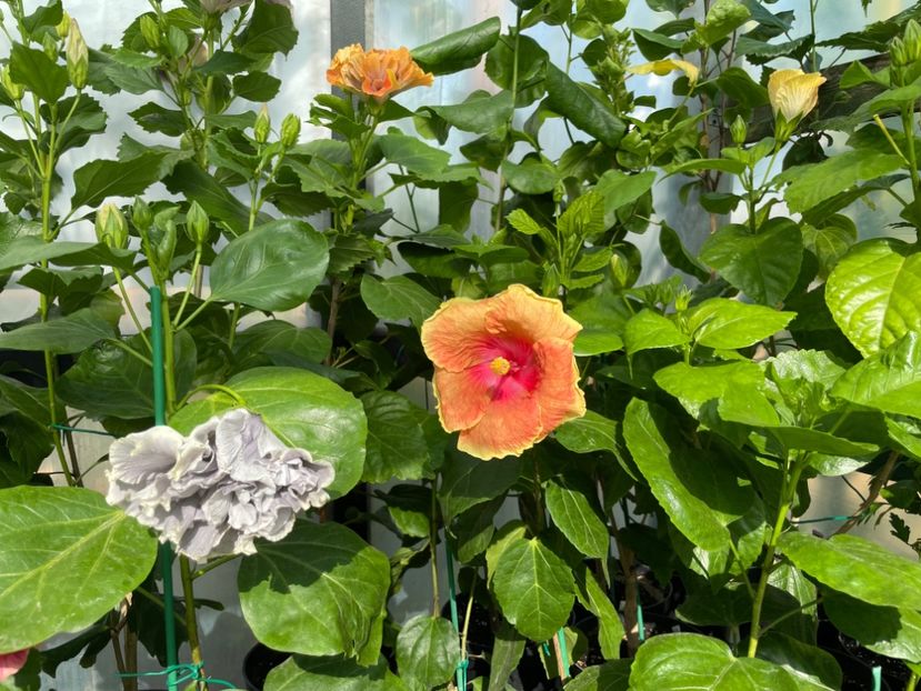  - 0006 - Hibiscusi 2025 - 2