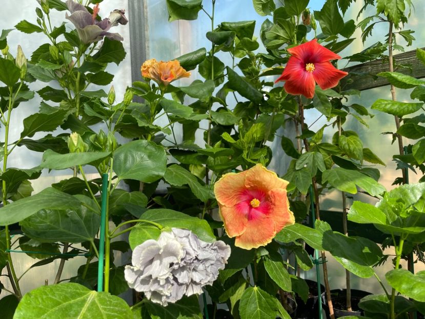  - 0006 - Hibiscusi 2025 - 2