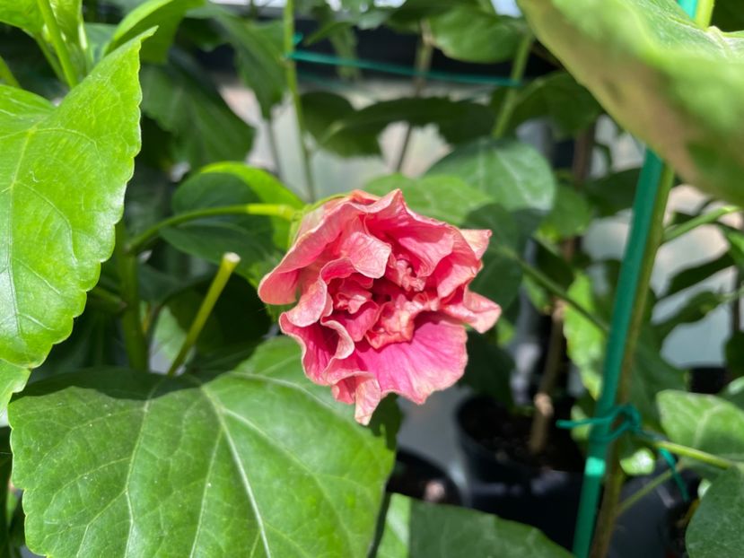  - 0006 - Hibiscusi 2025 - 2