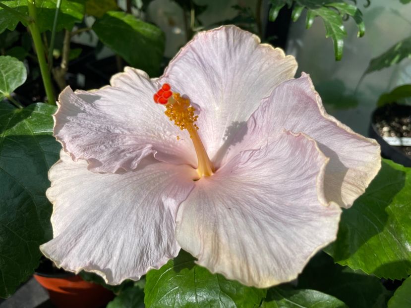  - 0006 - Hibiscusi 2025 - 2