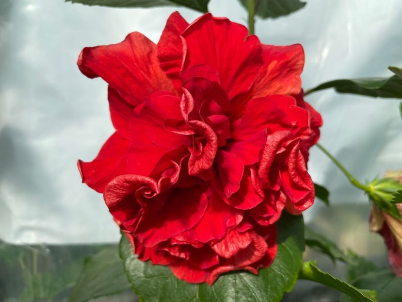  - 0006 - Hibiscusi 2025 - 2