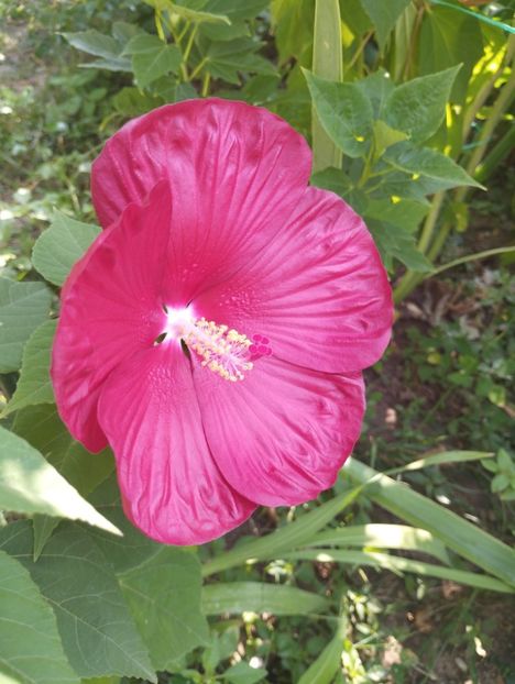  - Hibiscusi mouschetos 2025