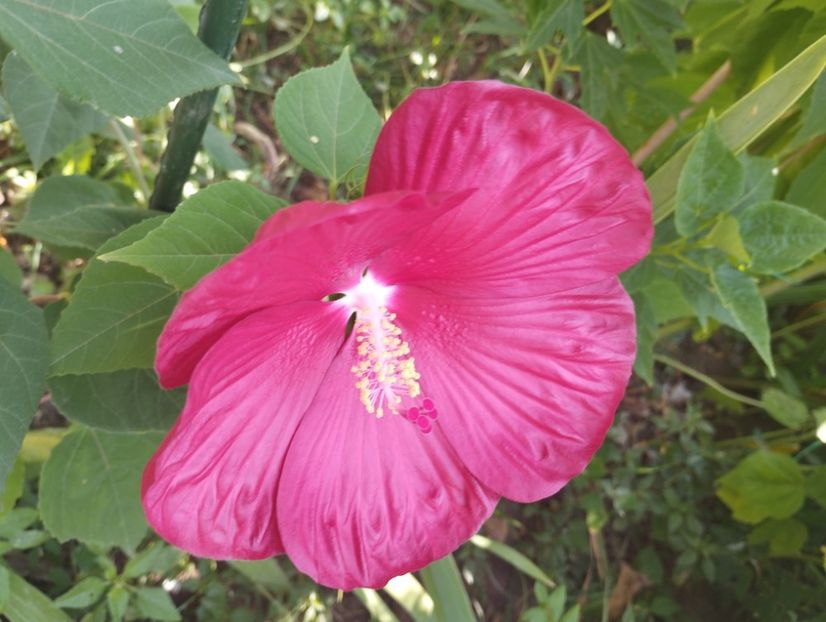  - Hibiscusi mouschetos 2025