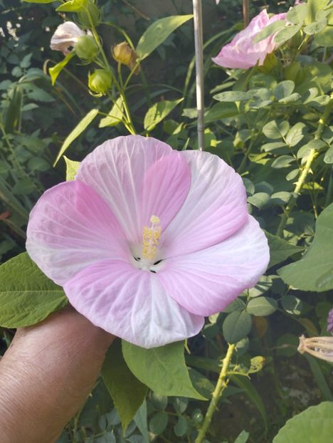  - Hibiscusi mouschetos 2025