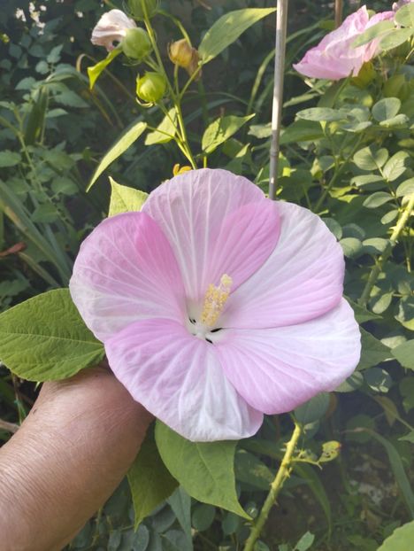  - Hibiscusi mouschetos 2025