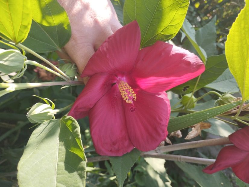  - Hibiscusi mouschetos 2025