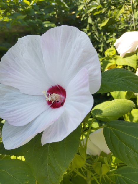  - Hibiscusi mouschetos 2025