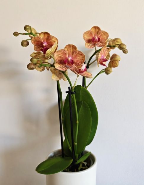 Penny Love - Phalaenopsis 3