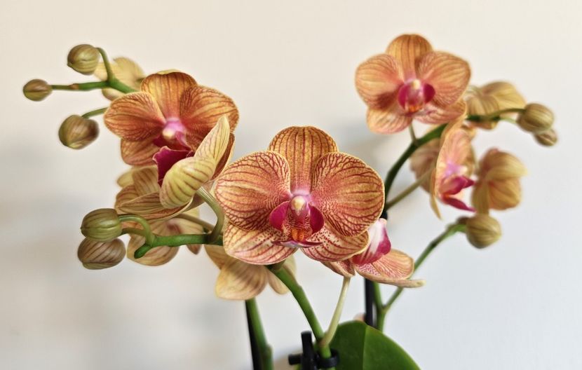  - Phalaenopsis 3