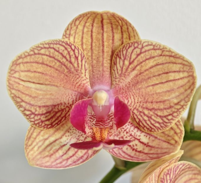  - Phalaenopsis 3