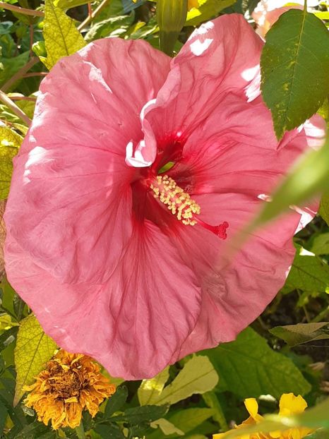  - HIBISCUS MOSCHETUOS