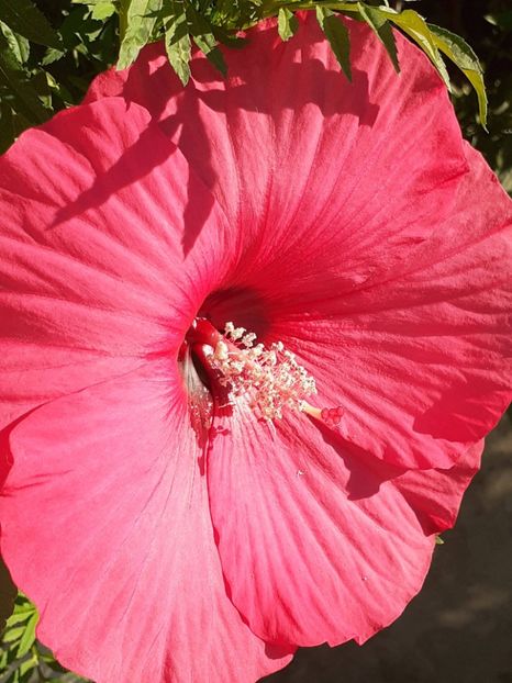  - HIBISCUS MOSCHETUOS