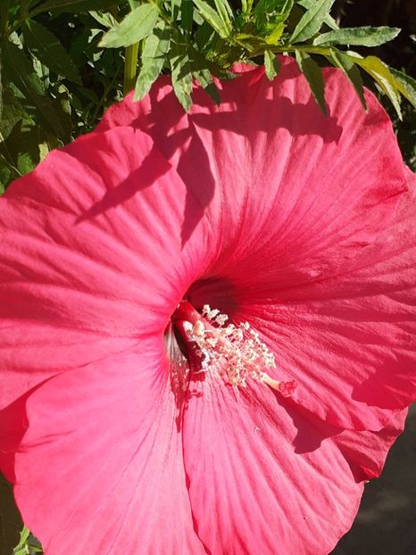  - HIBISCUS MOSCHETUOS
