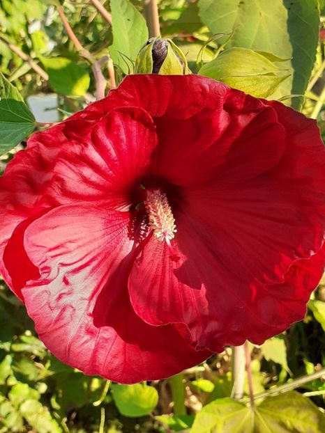  - HIBISCUS MOSCHETUOS