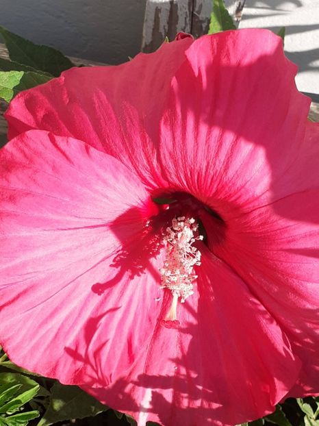  - HIBISCUS MOSCHETUOS