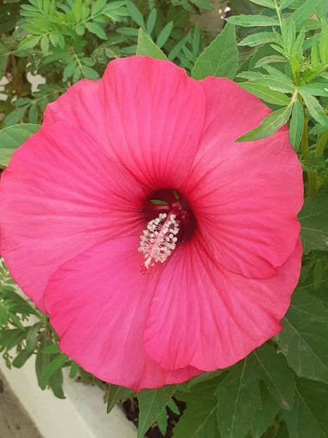  - HIBISCUS MOSCHETUOS