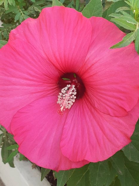  - HIBISCUS MOSCHETUOS