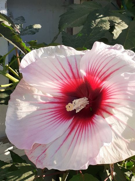  - HIBISCUS MOSCHETUOS
